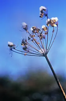 Sphondylium: Hogweed