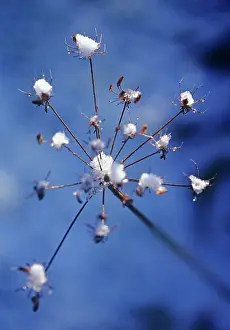 Sphondylium: Hogweed