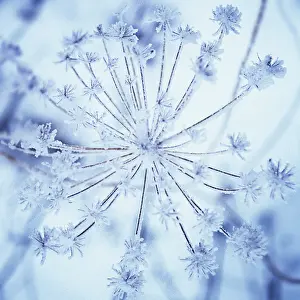 Hogweed: Hogweed