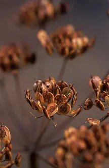 Sphondylium: Hogweed