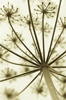 Sphondylium: Hogweed