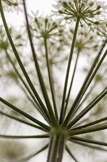 Sphondylium: Hogweed