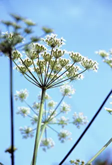 Sphondylium: Hogweed