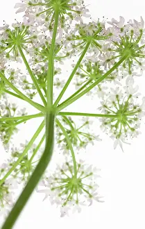 Sphondylium: Hogweed