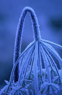 Weak: Hogweed