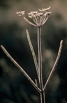 Sphondylium: Hogweed