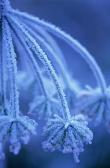 Sphondylium: Hogweed