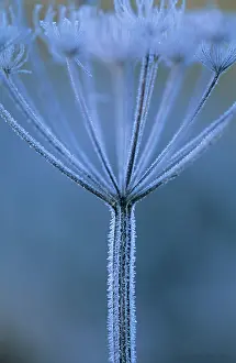 Inspiring: Hogweed