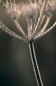 Inspiring: Hogweed