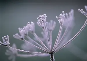 Sphondylium: Hogweed