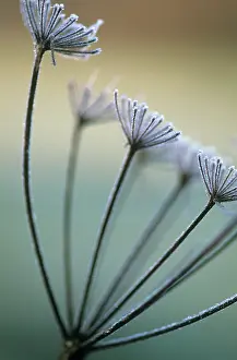 Inspiring: Hogweed
