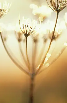 Inspiring: Hogweed