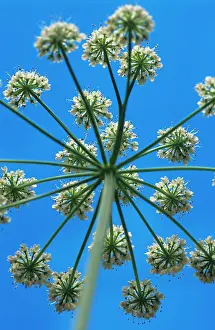 Optimism: Hogweed