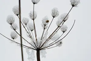 Final: Hogweed