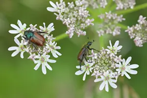 Chafer: Hogweed
