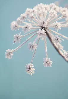 Imaginary: Hogweed