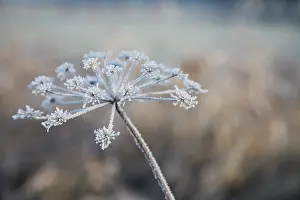 Intricate: Hogweed