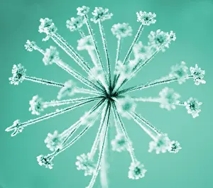 Intricate: Hogweed