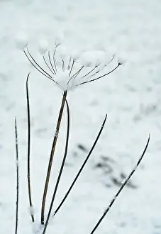 Persistence: Hogweed