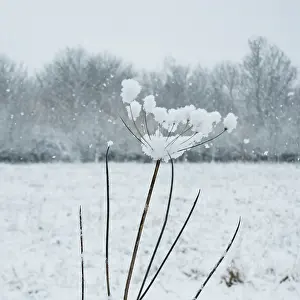 Persistence: Hogweed