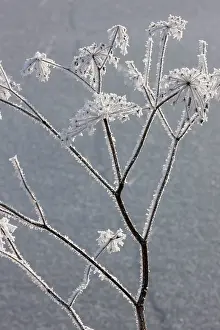 Hogweed: Hogweed - covered in frost