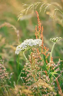 Parsnip: HOGWEED / Cow Parsnip