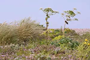 Parsnip: Hogweed, Giant hogweed