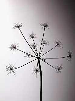 Sphondylium: Hogweed, Heracleum sphondylium, Silhouette of skeleton