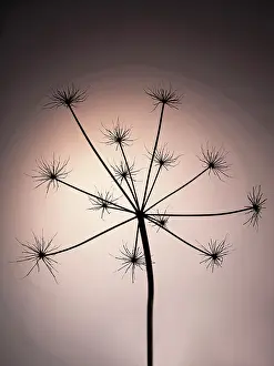 Sphondylium: Hogweed, Heracleum sphondylium, Silhouette of skeleton