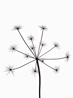Sphondylium: Hogweed, Heracleum sphondylium, Silhouette of skeleton