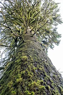Mosses: Hoh Rain Forest, Olympic National Park, Washington