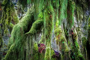 Olympic: Hoh Rainforest, Olympic National Park