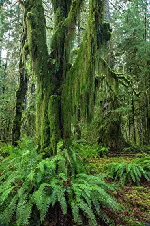 Olympic: Hoh Rainforest, Olympic National Park