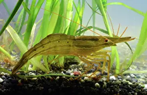 Inshore: Hokkai Shrimp; inshore seas North Pacific, Japan;
