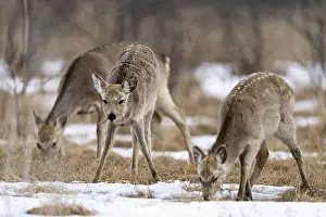 District: Hokkaido sika deer (Cervus nippon yesoensis)