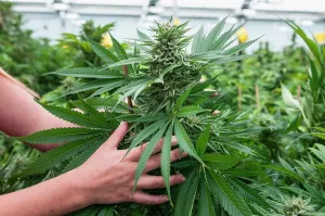 Adventitious: Holding and admiring very large bud on marijuana