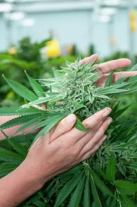 Adventitious: Holding and admiring very large bud on marijuana