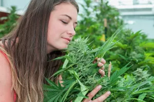 Adventitious: Holding and admiring very large bud on marijuana