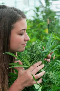Adventitious: Holding and admiring very large bud on marijuana