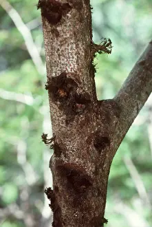Holes: HOLES - gouged by Marmoset on feeding tree sp. Parika