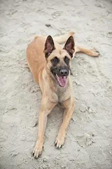 Herdershond: Hollandse Herdershond, Dutch Shepherd, lying on