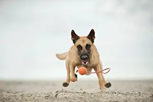 Herdershond: Hollandse Herdershond, Dutch Shepherd playing with
