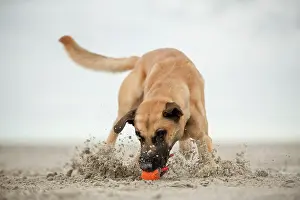 Bite: Hollandse Herdershond, Dutch Shepherd playing with