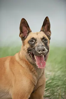 Herdershond: Hollandse Herdershond, Dutch Shepherd, portrait