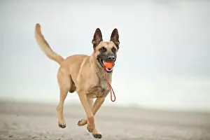 Retrieving: Hollandse Herdershond, Dutch Shepherd retrieving