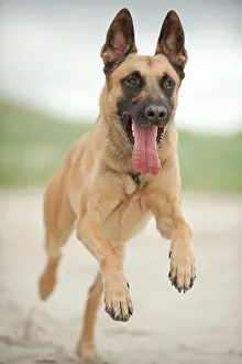 Herdershond: Hollandse Herdershond, Dutch Shepherd running on