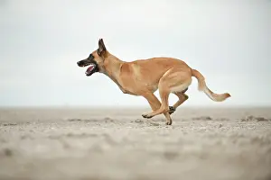 Herdershond: Hollandse Herdershond, Dutch Shepherd, running along