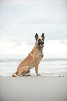 Herdershond: Hollandse Herdershond, Dutch Shepherd, sitting on