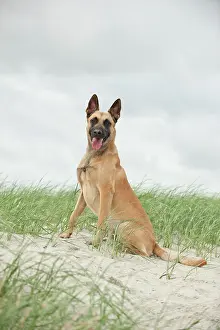 Herdershond: Hollandse Herdershond, Dutch Shepherd sitting on