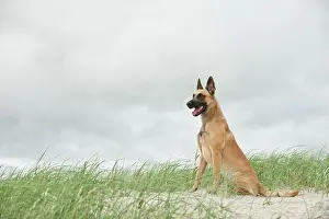 Herdershond: Hollandse Herdershond, Dutch Shepherd sitting on